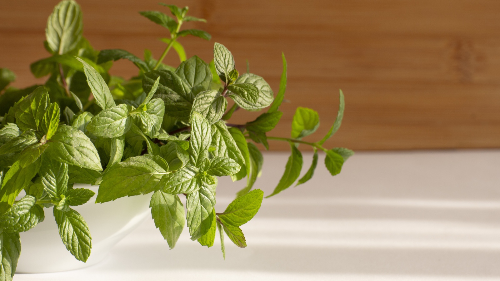 Свежие ароматные зеленые листья мяты