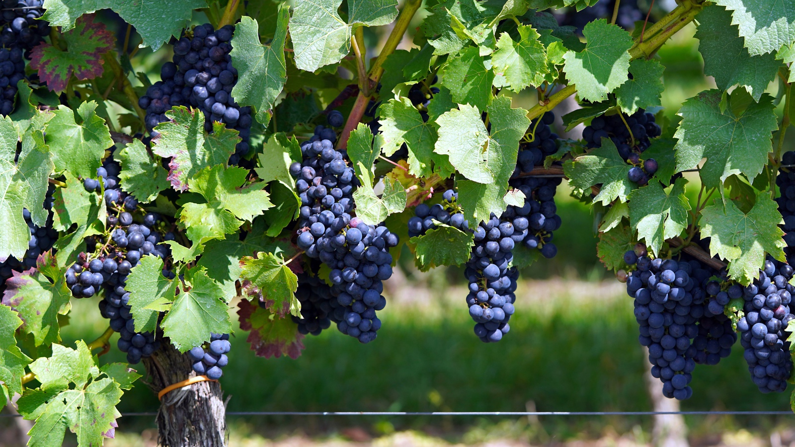 Большие гроздья синего винного винограда на лозе