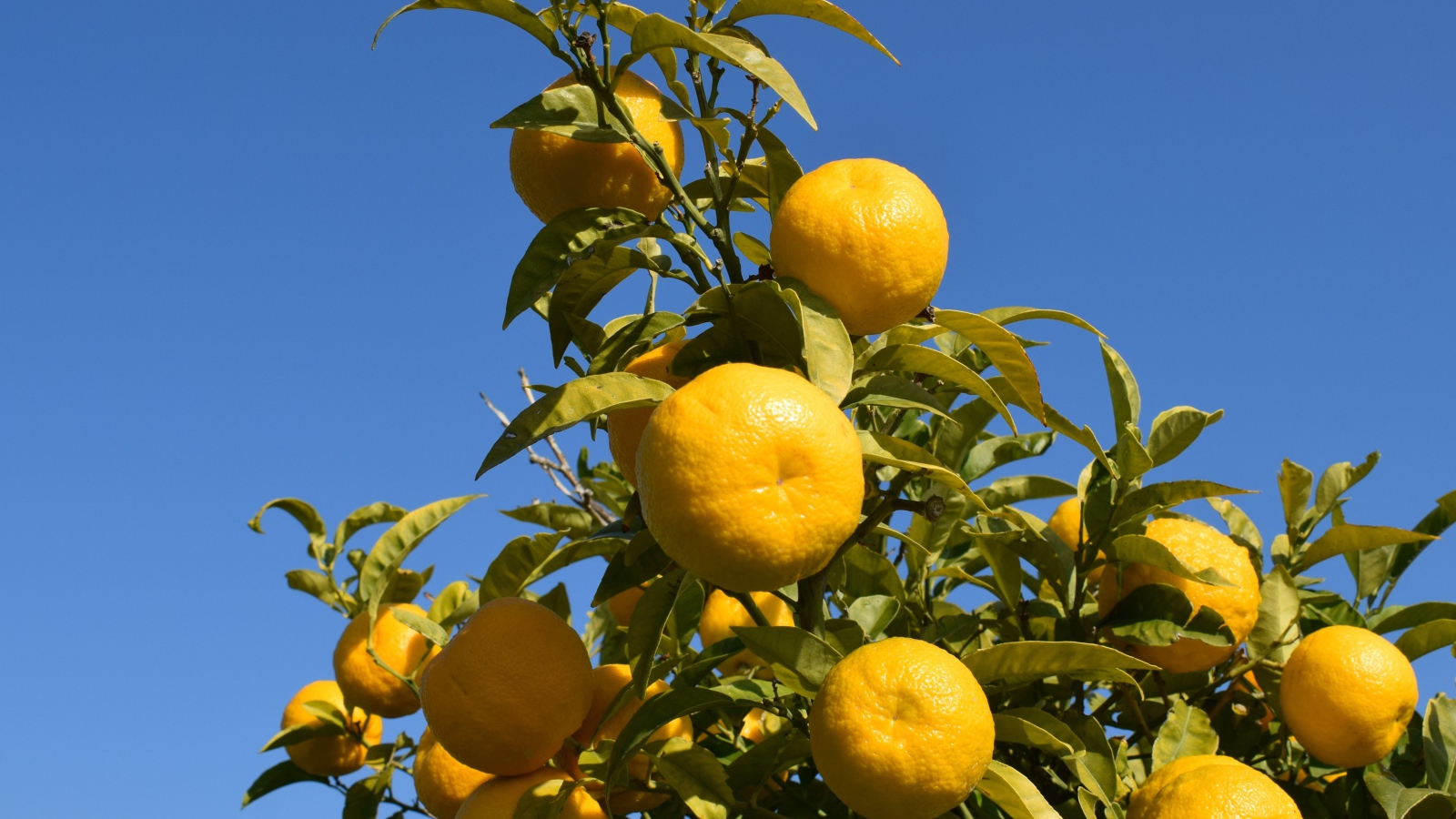 Много желтых мандаринов на ветке дерева на фоне неба