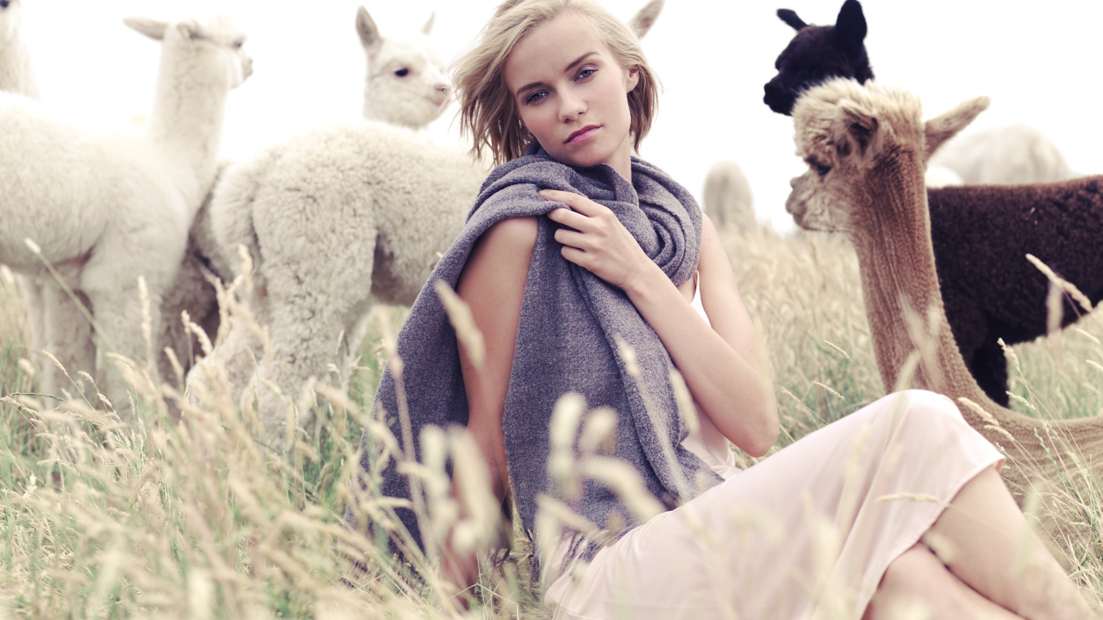 Девушка с детенышами альпаки на поле