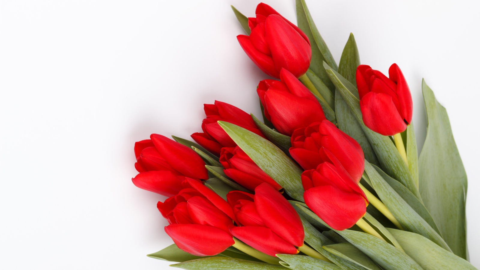 Большой букет красных тюльпанов на белом фоне на 8 марта