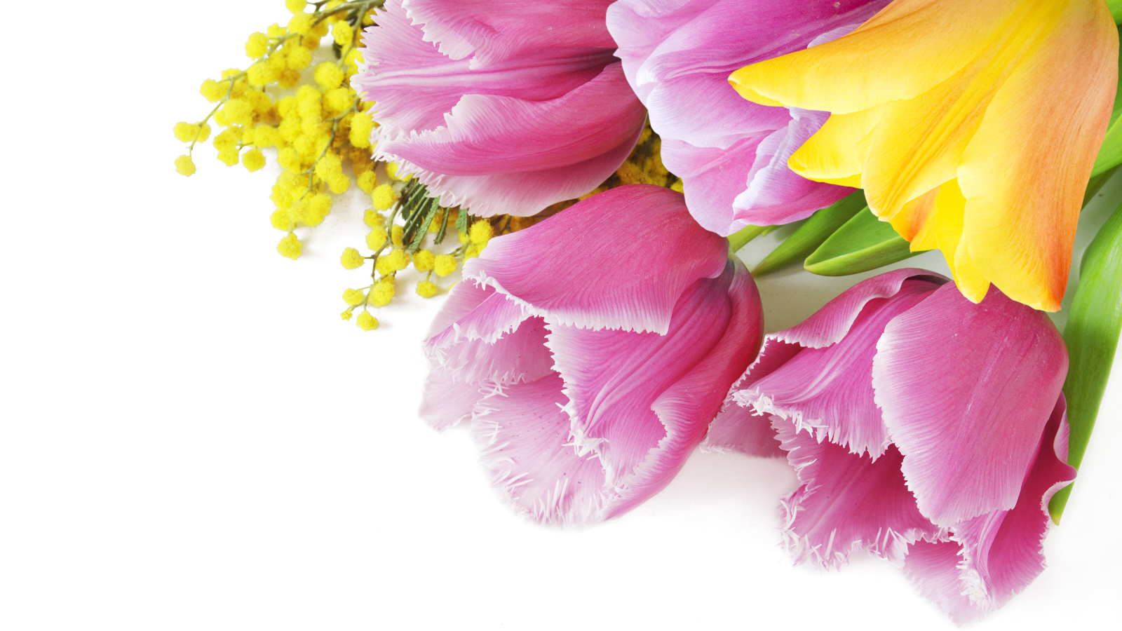 Тюльпаны и мимозы на белом фоне на 8 марта