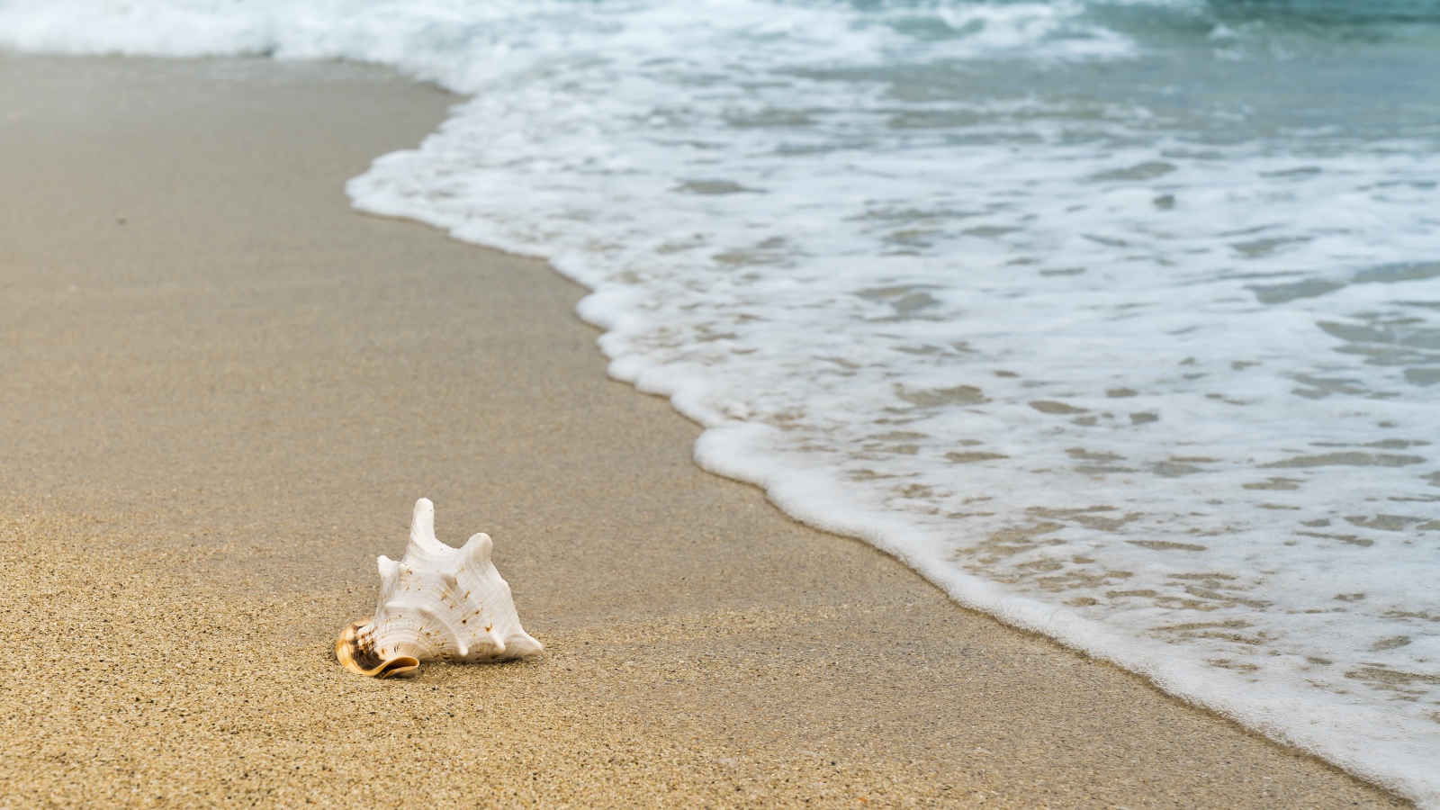 Большая белая ракушка лежит на песке с морской пеной