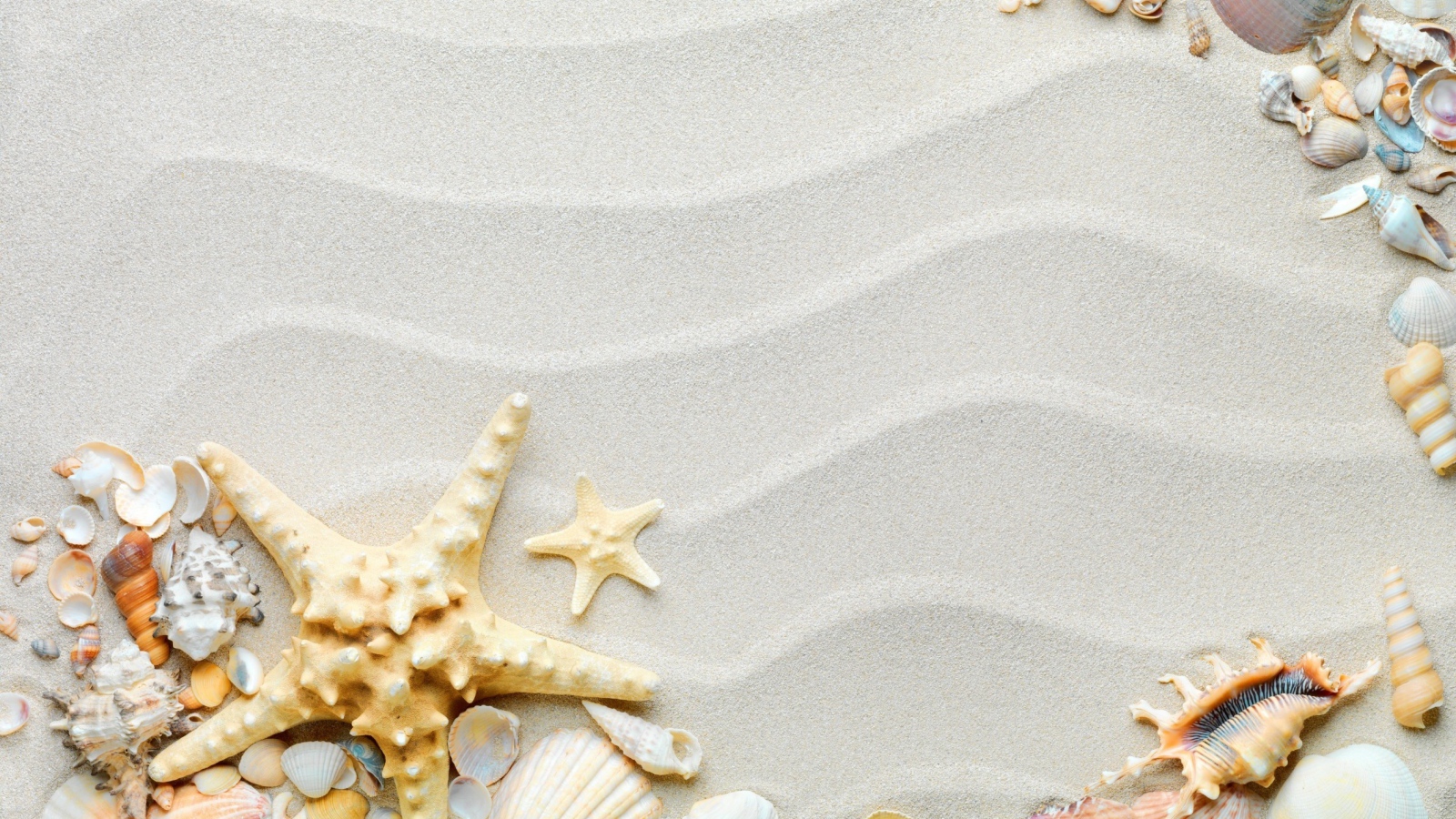 Красивые разные ракушки с морской звездой на волнистом белом песке 