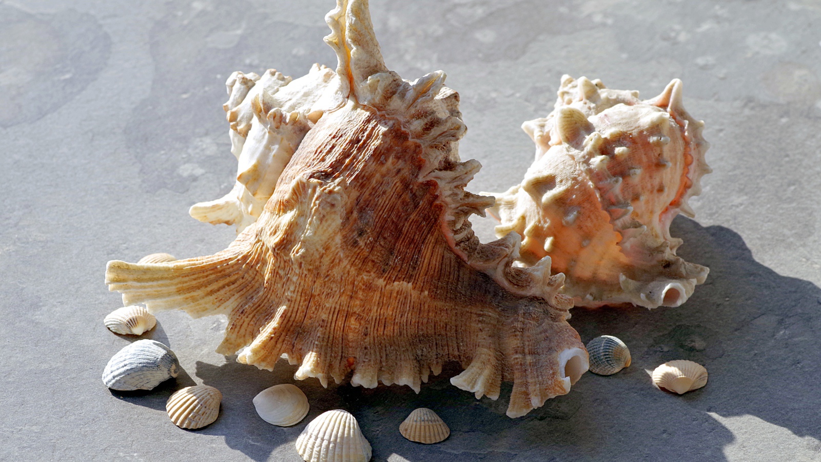 Две большие ракушки лежат на камне