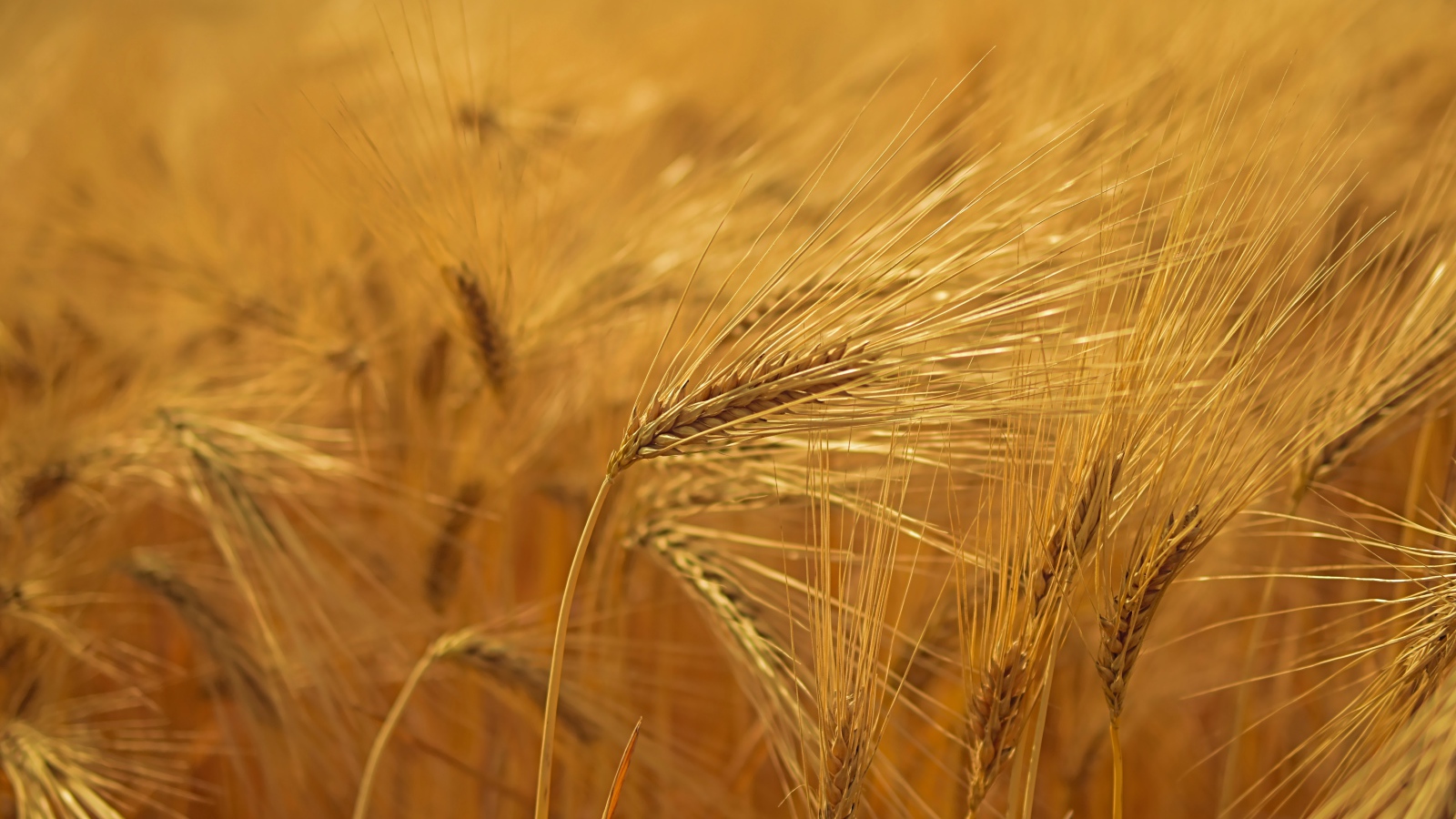 Спелые желтые колосья пшеницы на поле