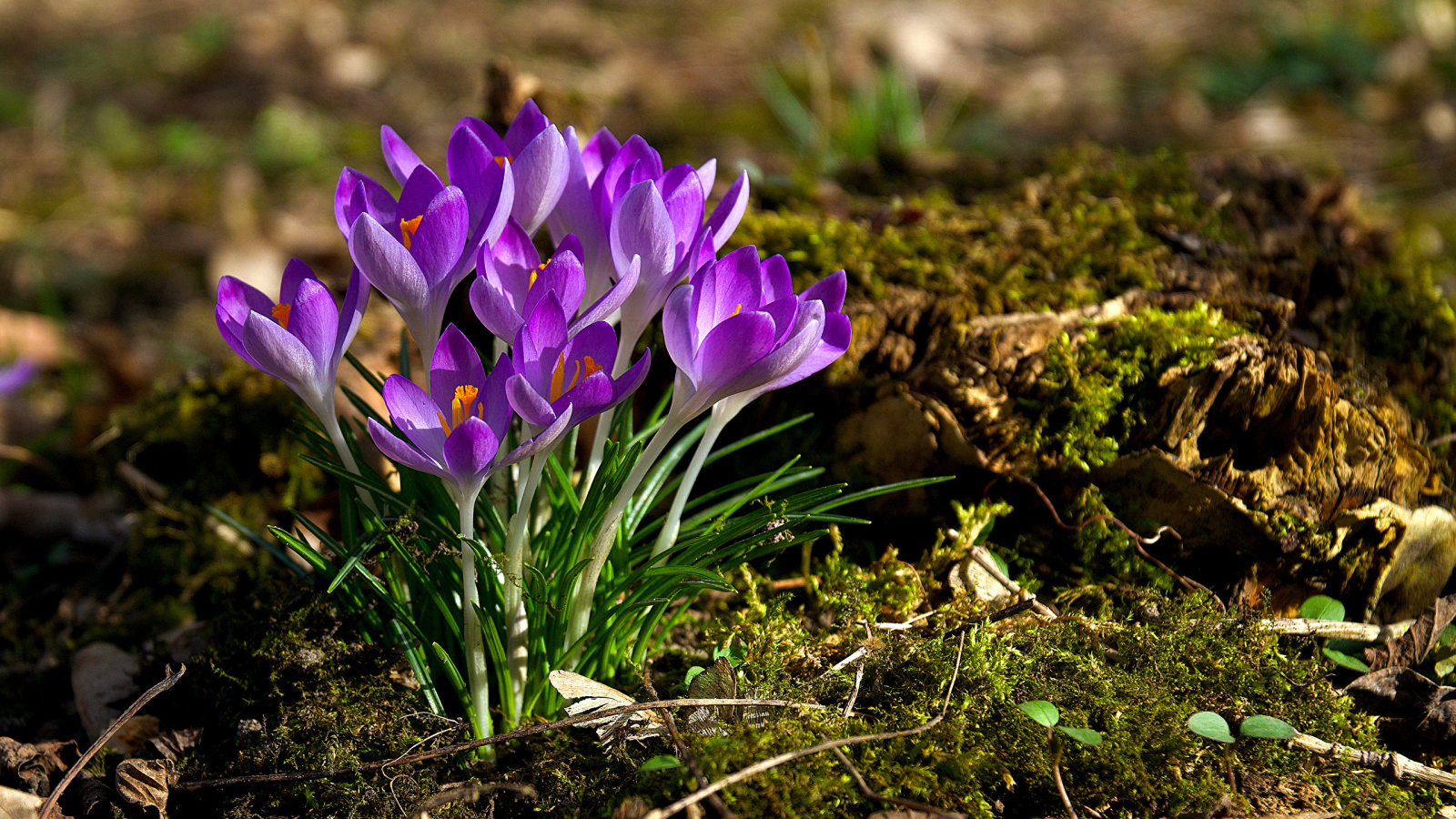 Кучка сиреневых цветов крокуса в лучах солнца