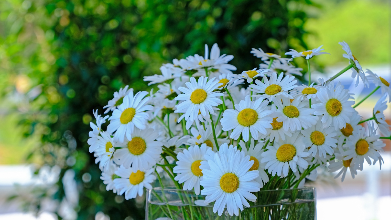 Большой букет белых ромашек в стеклянной вазе на столе 