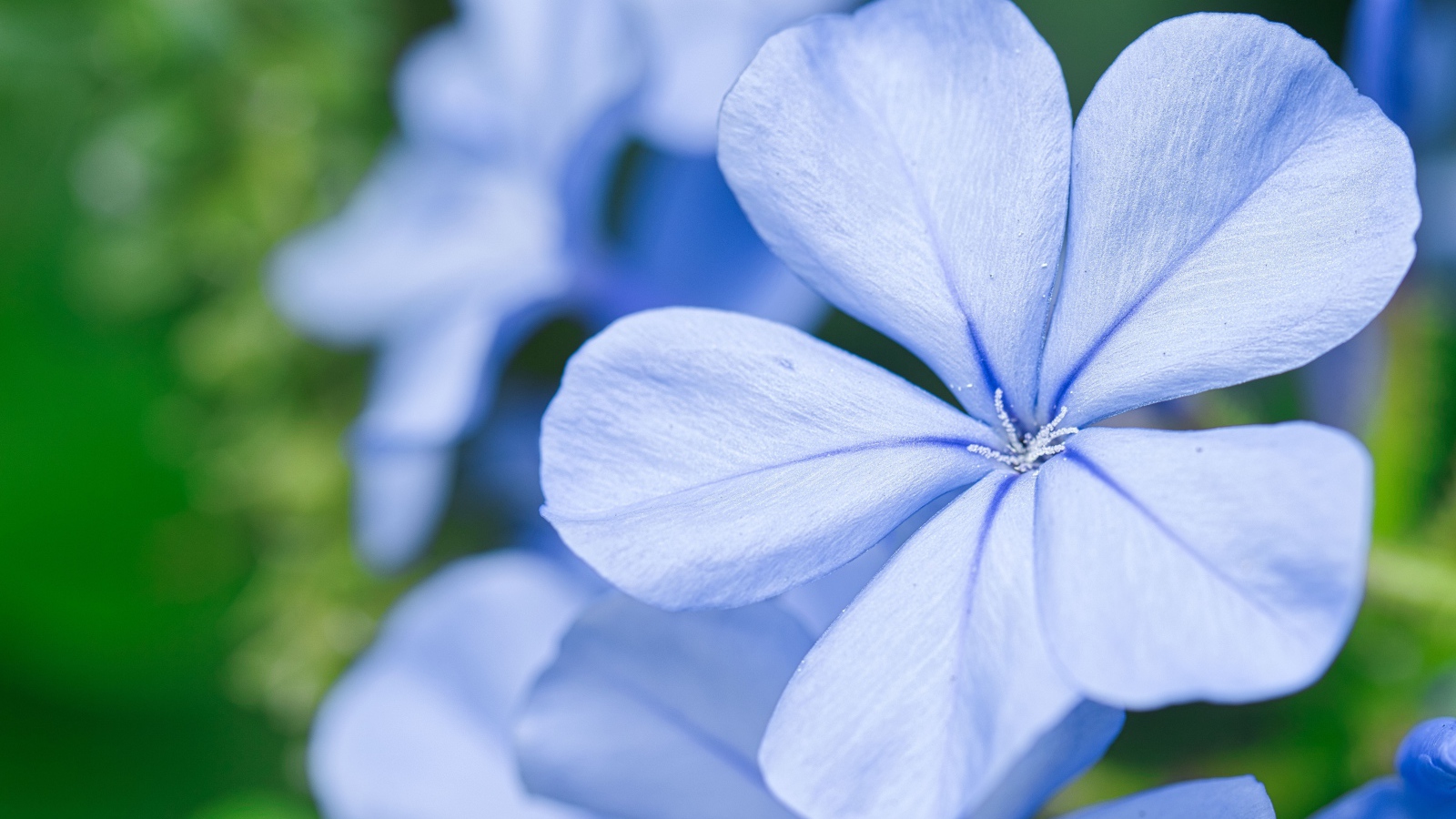 Красивый голубой цветок флокса крупным планом 