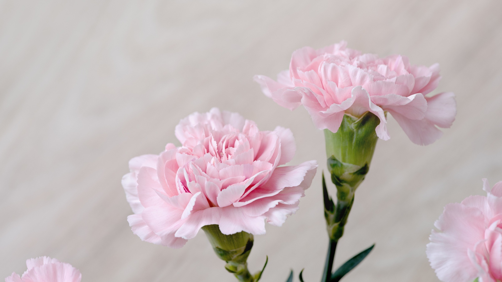 Красивые нежные цветы гвоздики крупным планом