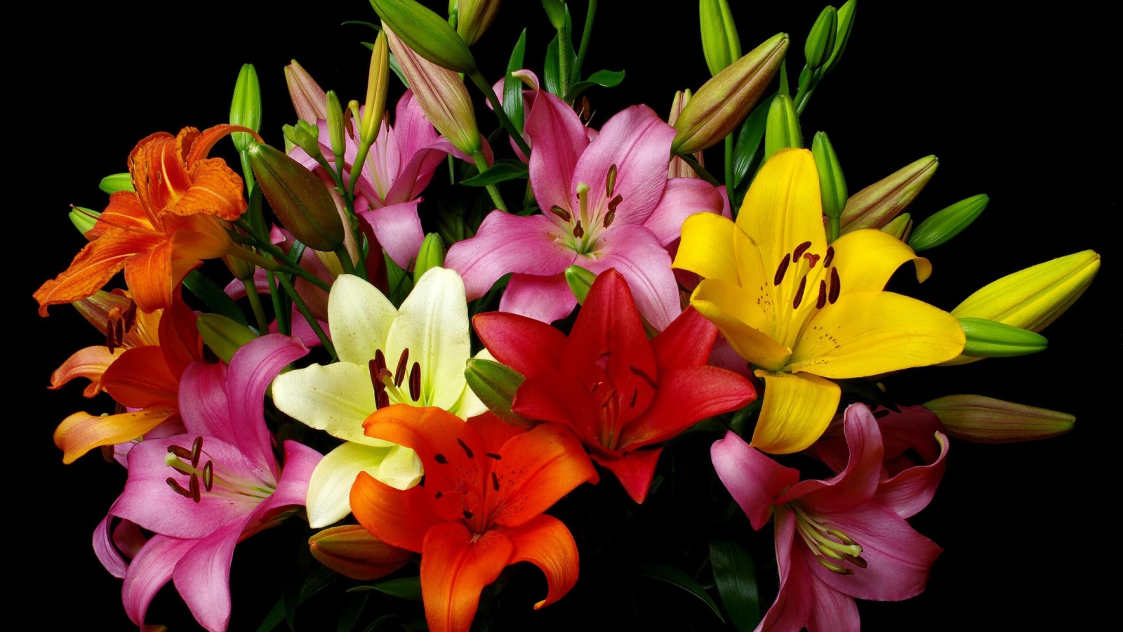 Красивый разноцветный букет лилий на черном фоне