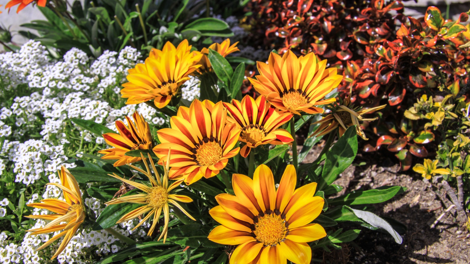 Красивые оранжевые цветы газания на клумбе