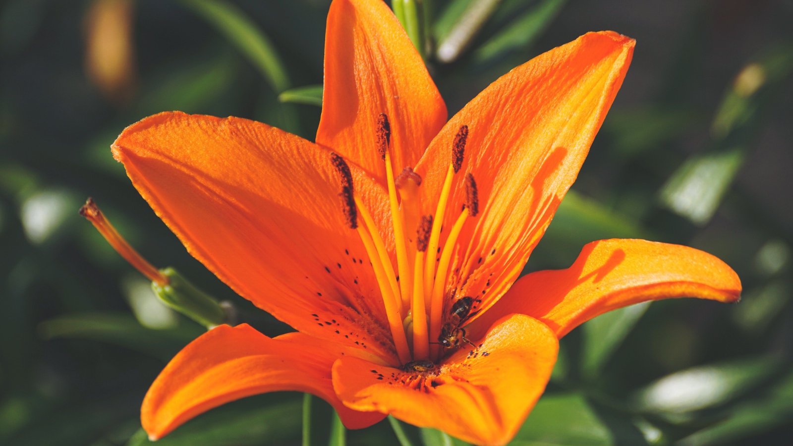 Красивый оранжевый цветок лилии крупным планом 