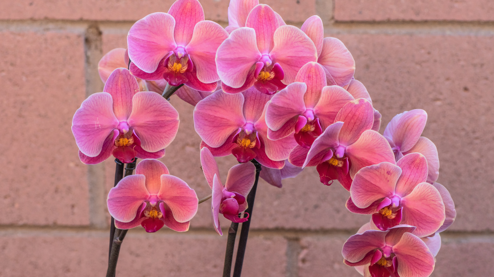 Красивый цветок орхидея с розовыми цветами у стены