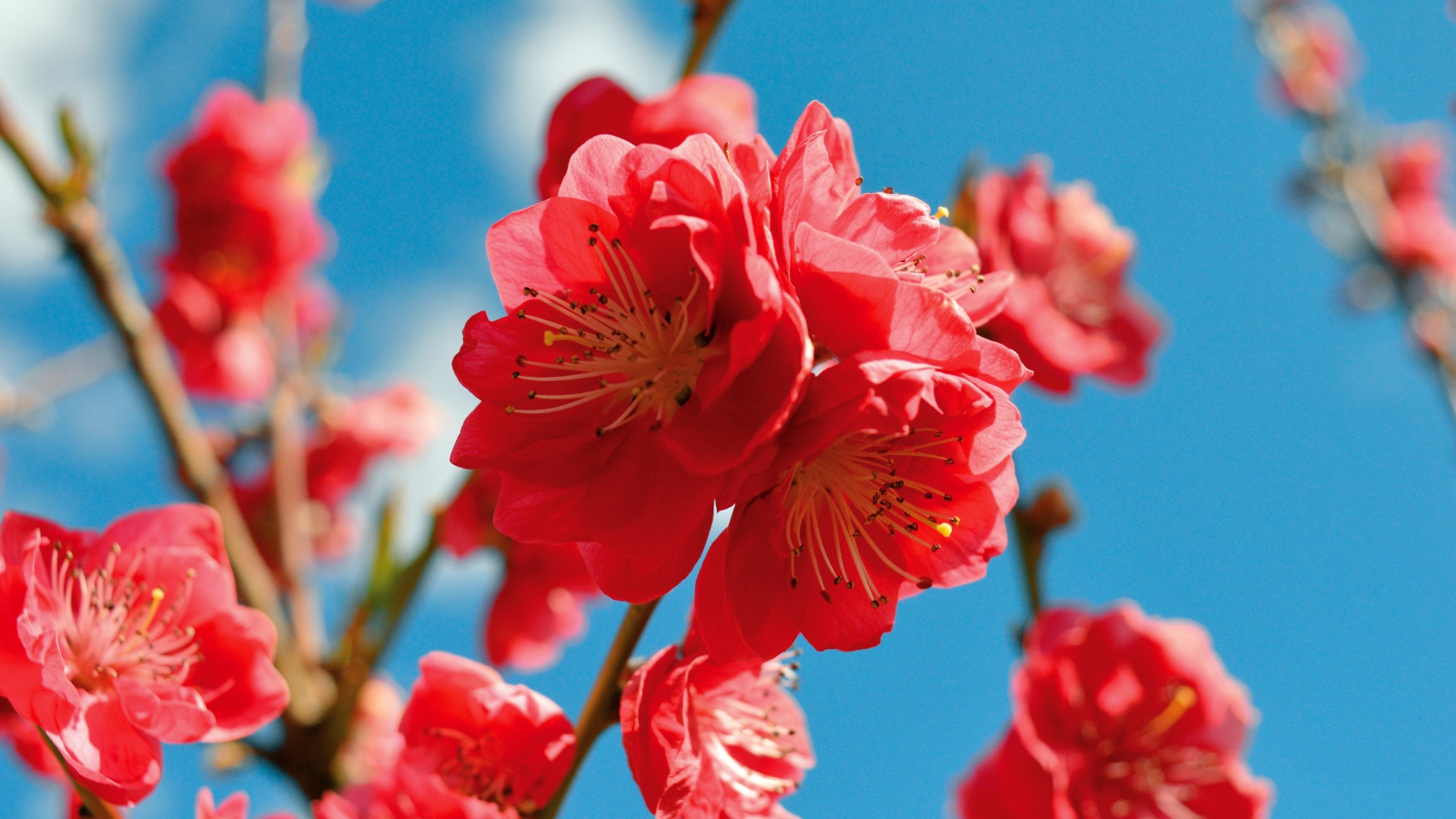 Красивые розовые цветы на ветке дерева на фоне голубого неба весной