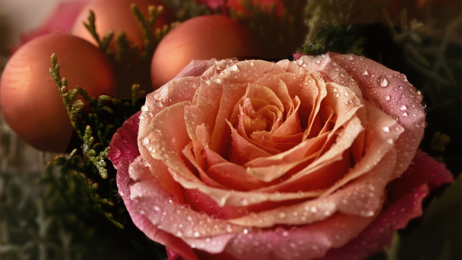 Красивая розовая роза в каплях росы с шарами 