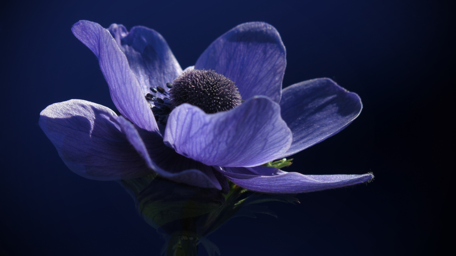 Красивый фиолетовый цветок анемоны крупным планом