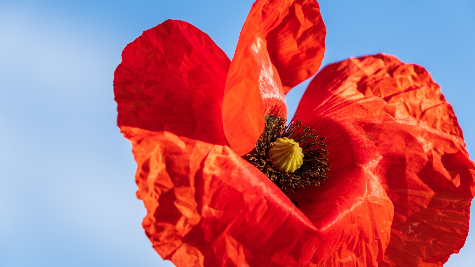 Красивый красный мак крупным планом на голубом фоне 