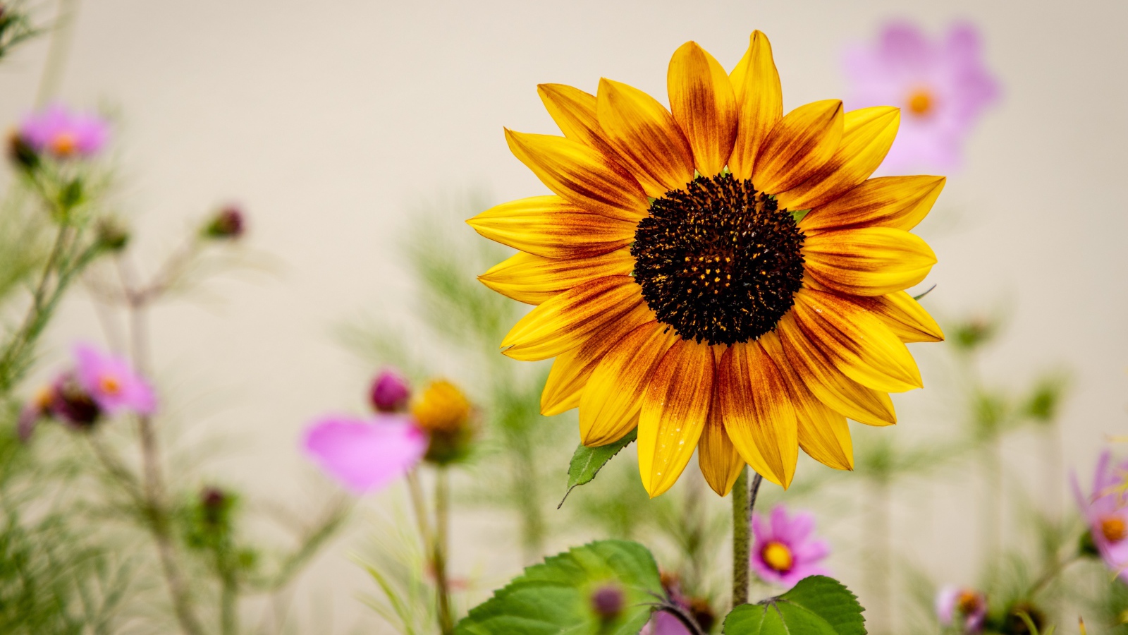 Красивый подсолнух с цветами космеи 