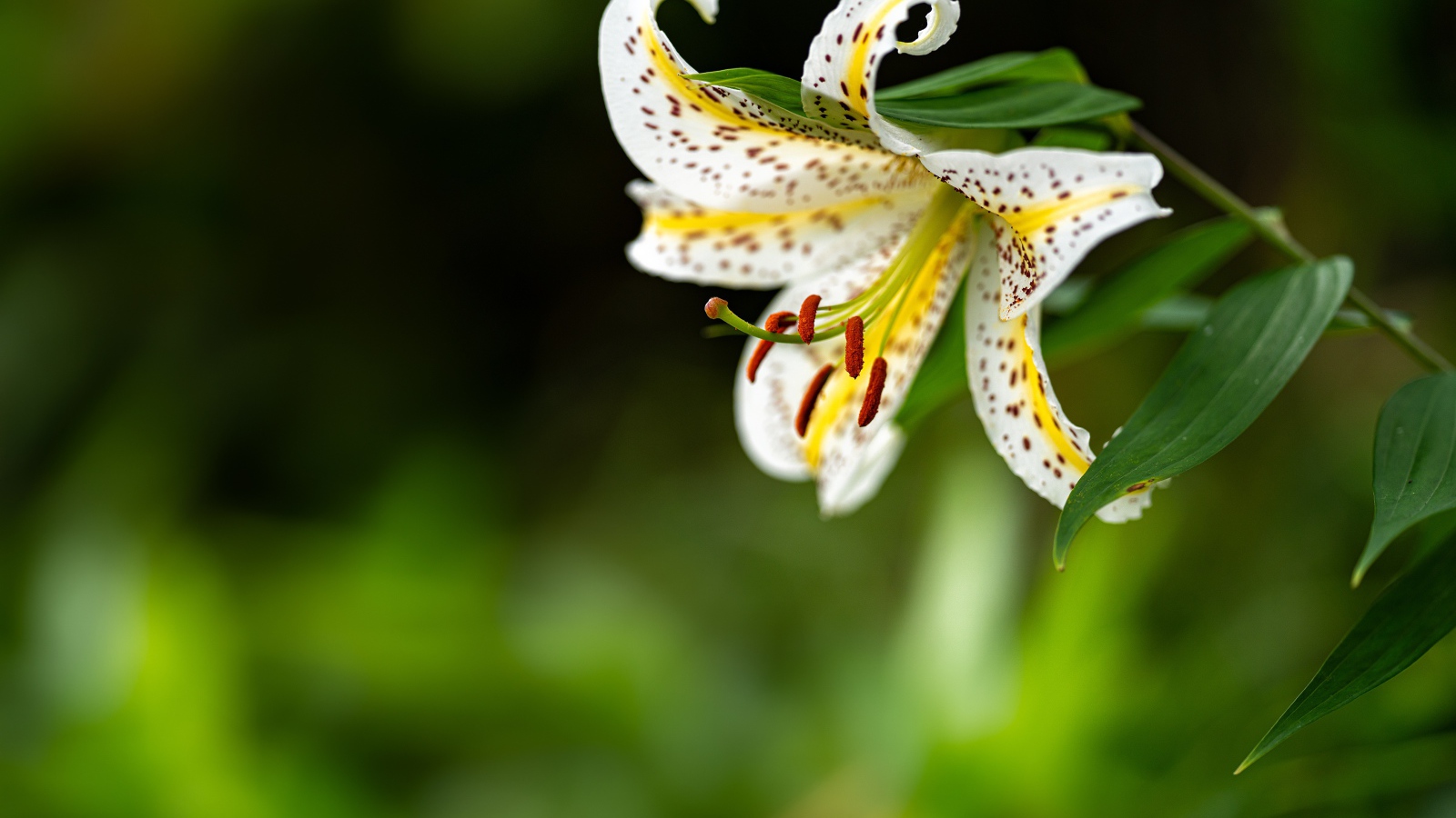 Красивая белая тигровая лилия на клумбе