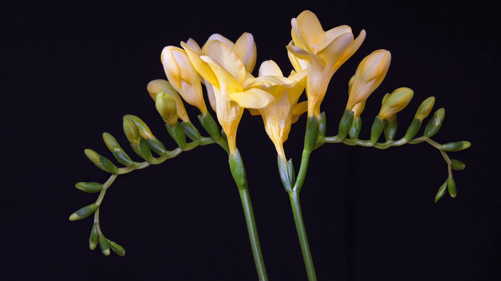 Красивый желтый цветок фрезии с бутонами на черном фоне 