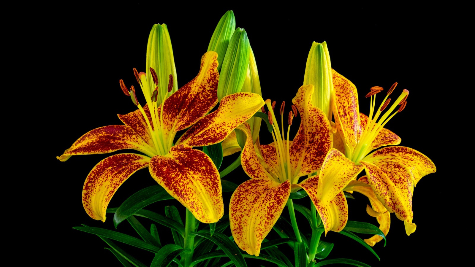 Красивая желтая леопардовая лилия с бутонами на черном фоне 