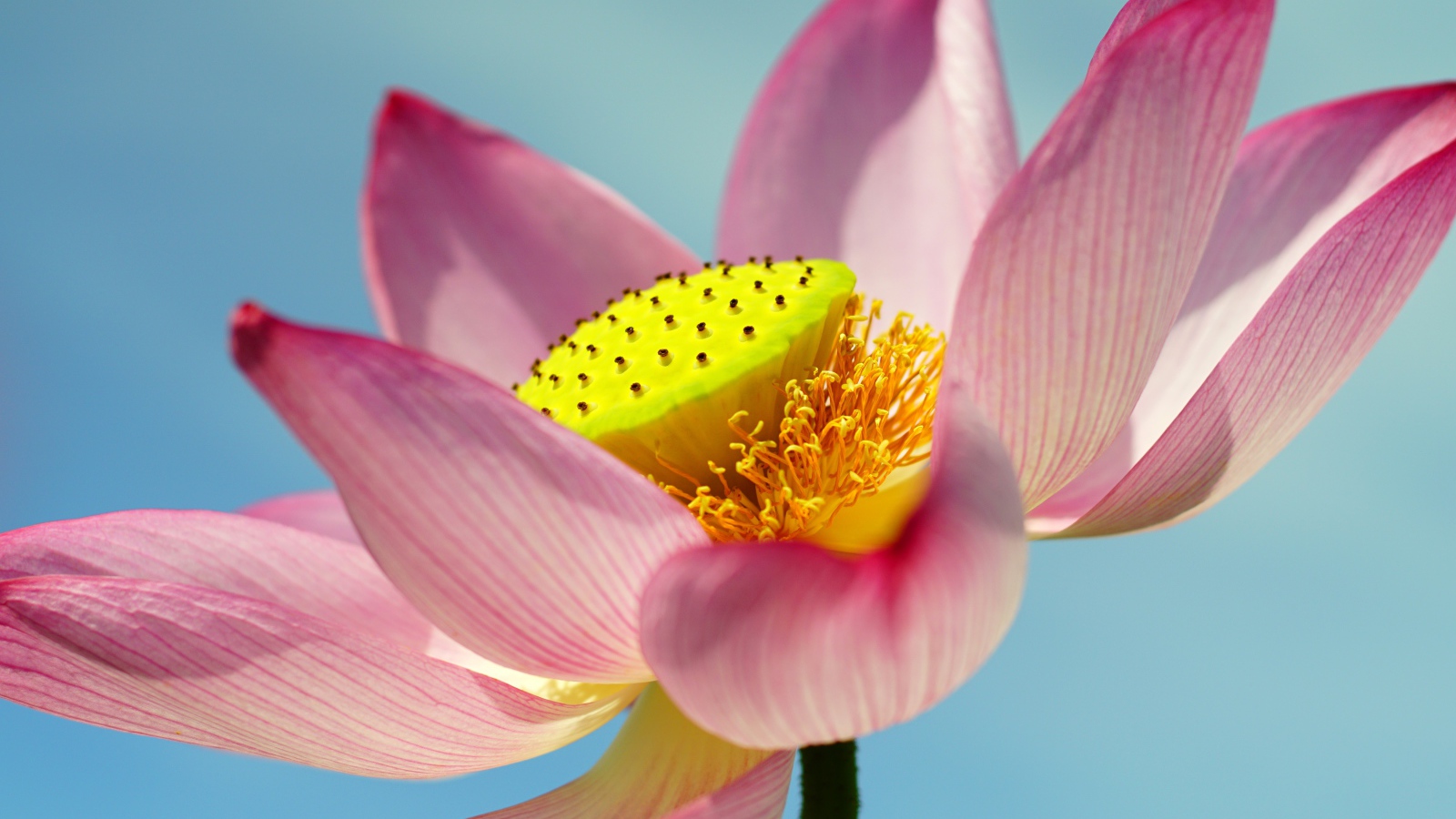 Большой розовый цветок лотоса на голубом фоне 
