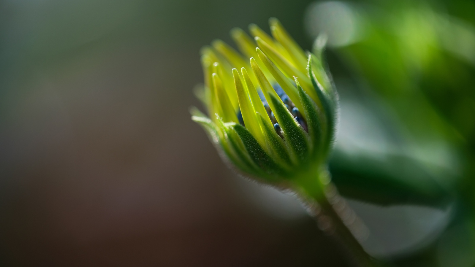 Распускающийся цветок остеоспермума крупным планом 