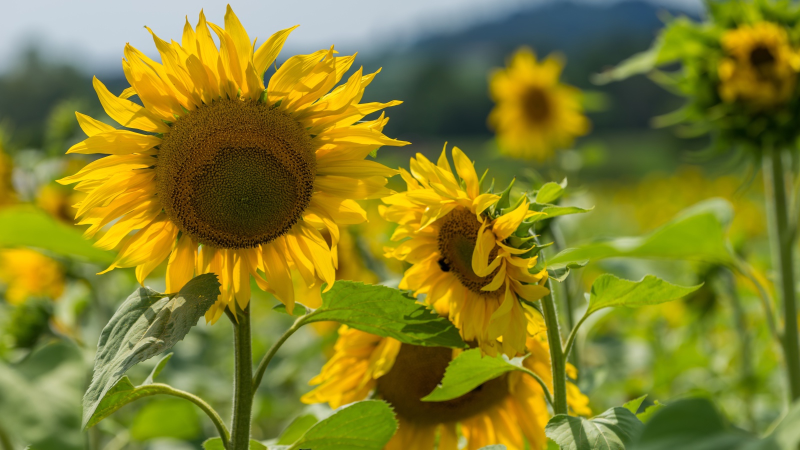 Цветущие желтые подсолнухи с зелеными листьями на поле