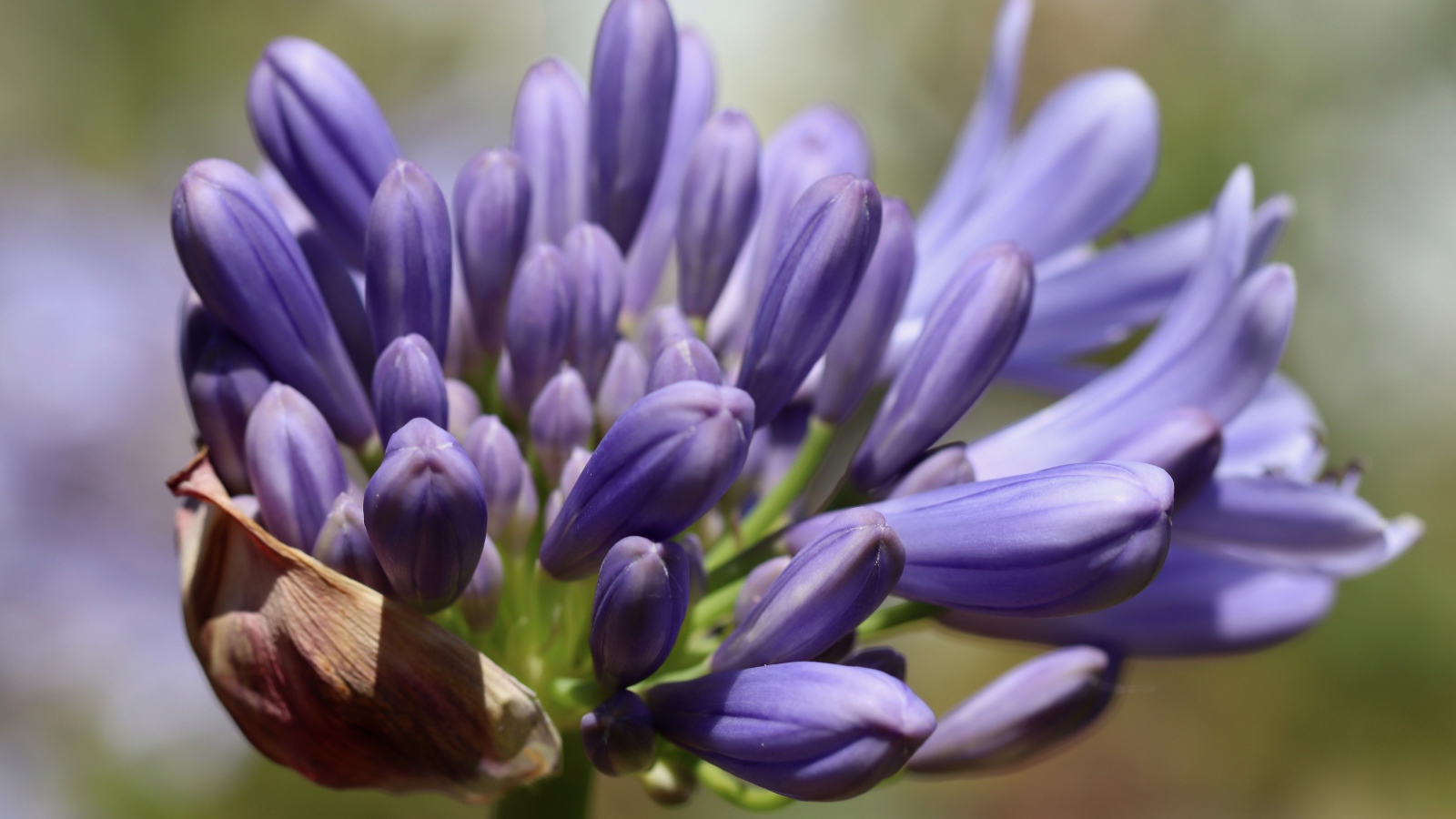 Синий цветок Агапантус распускается