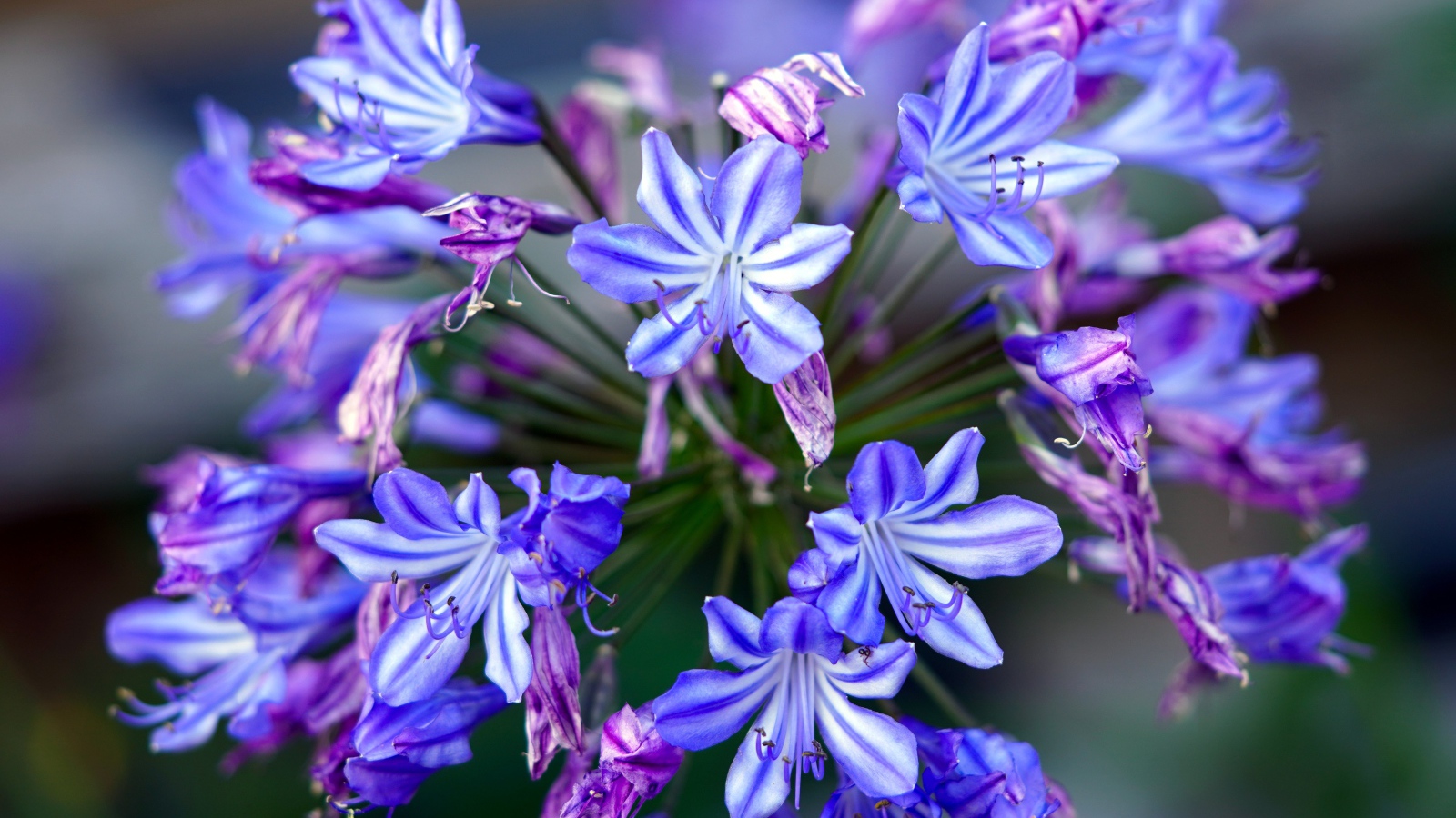 Голубые цветы агапантус крупным планом 