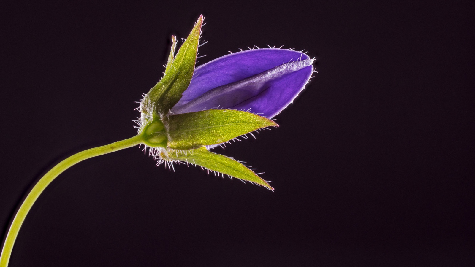 Синий нераспустившийся цветок колокольчика на черном фоне 