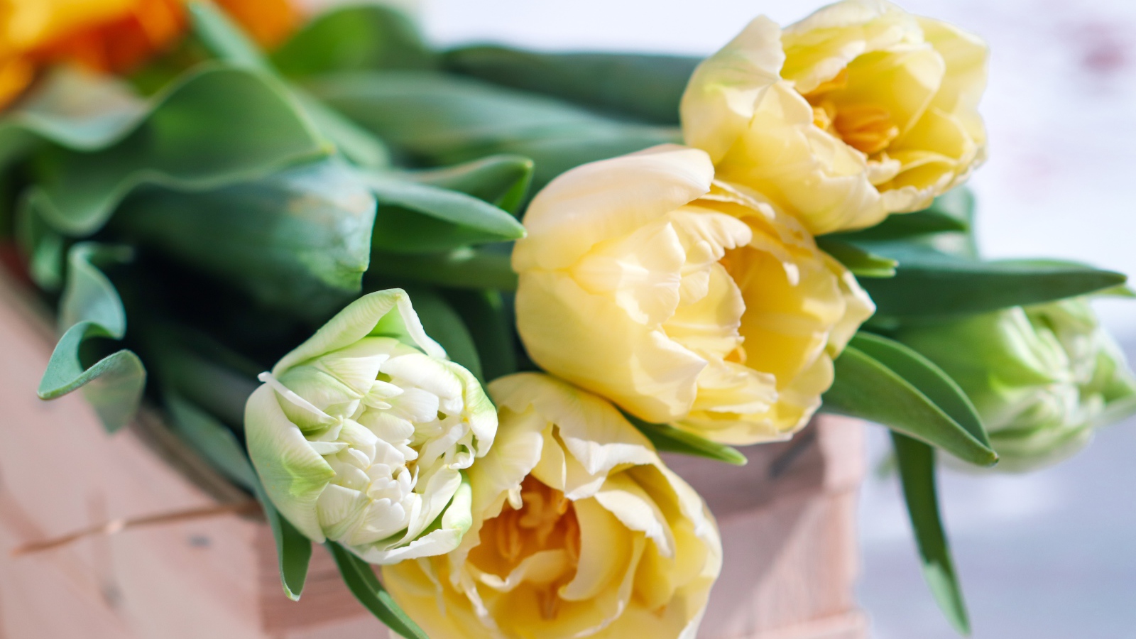 Букет нежных кремовых тюльпанов на столе