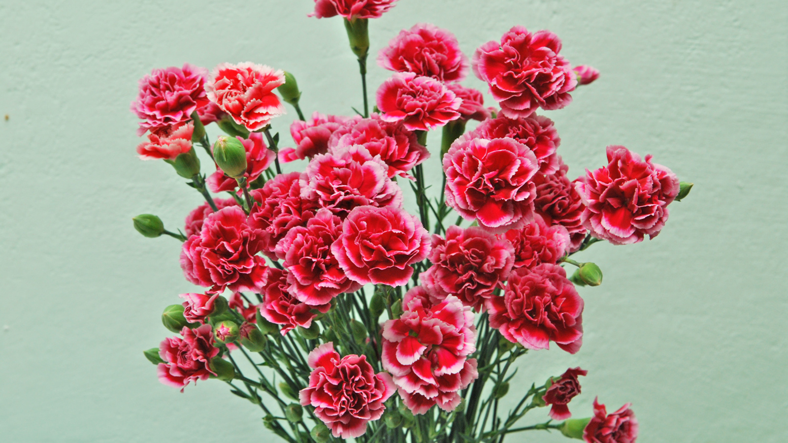 Букет розовых цветов гвоздики на сером фоне