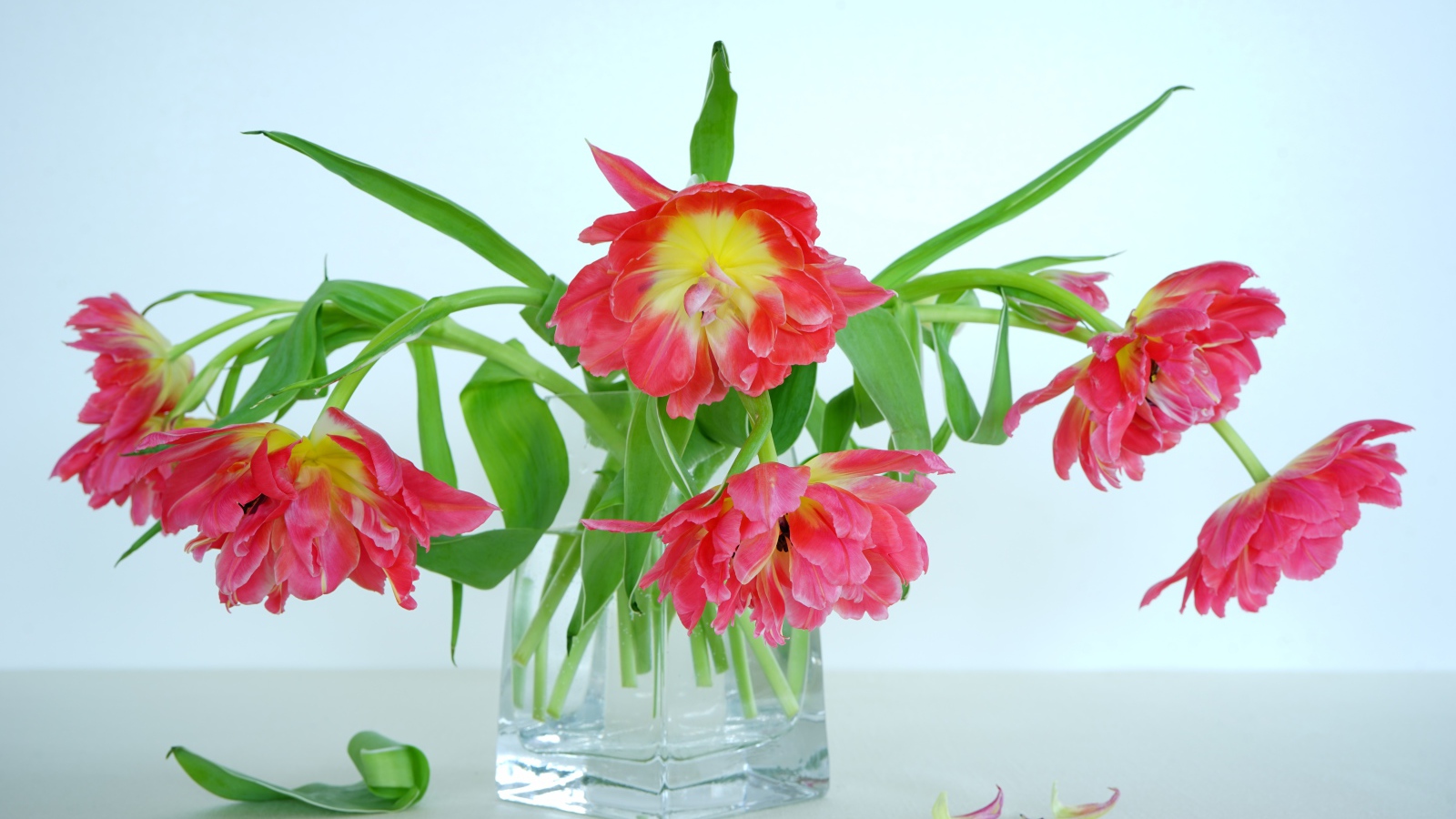 Букет розовых тюльпанов в стеклянной вазе на сером фоне