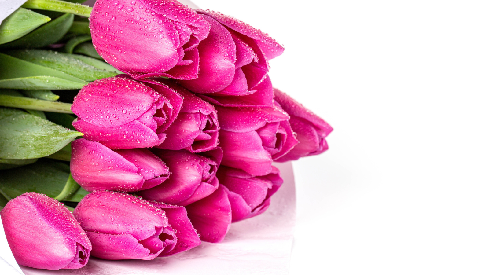 Букет розовых тюльпанов в каплях росы на белом фоне