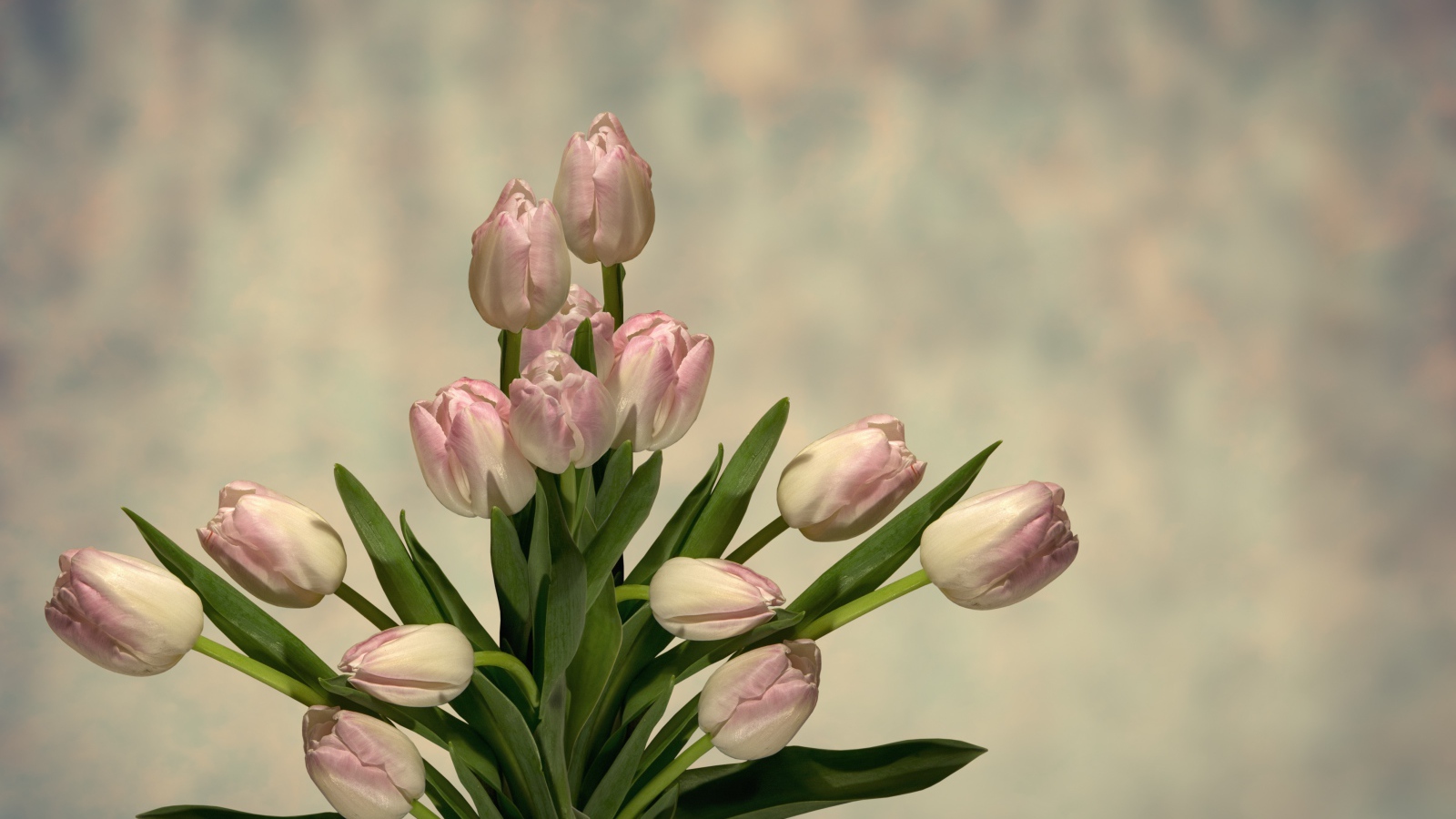 Букет розовых тюльпанов с зелеными листьями на сером фоне 