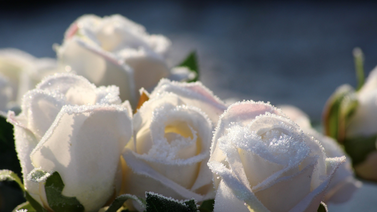 Букет белых роз в инее зимой