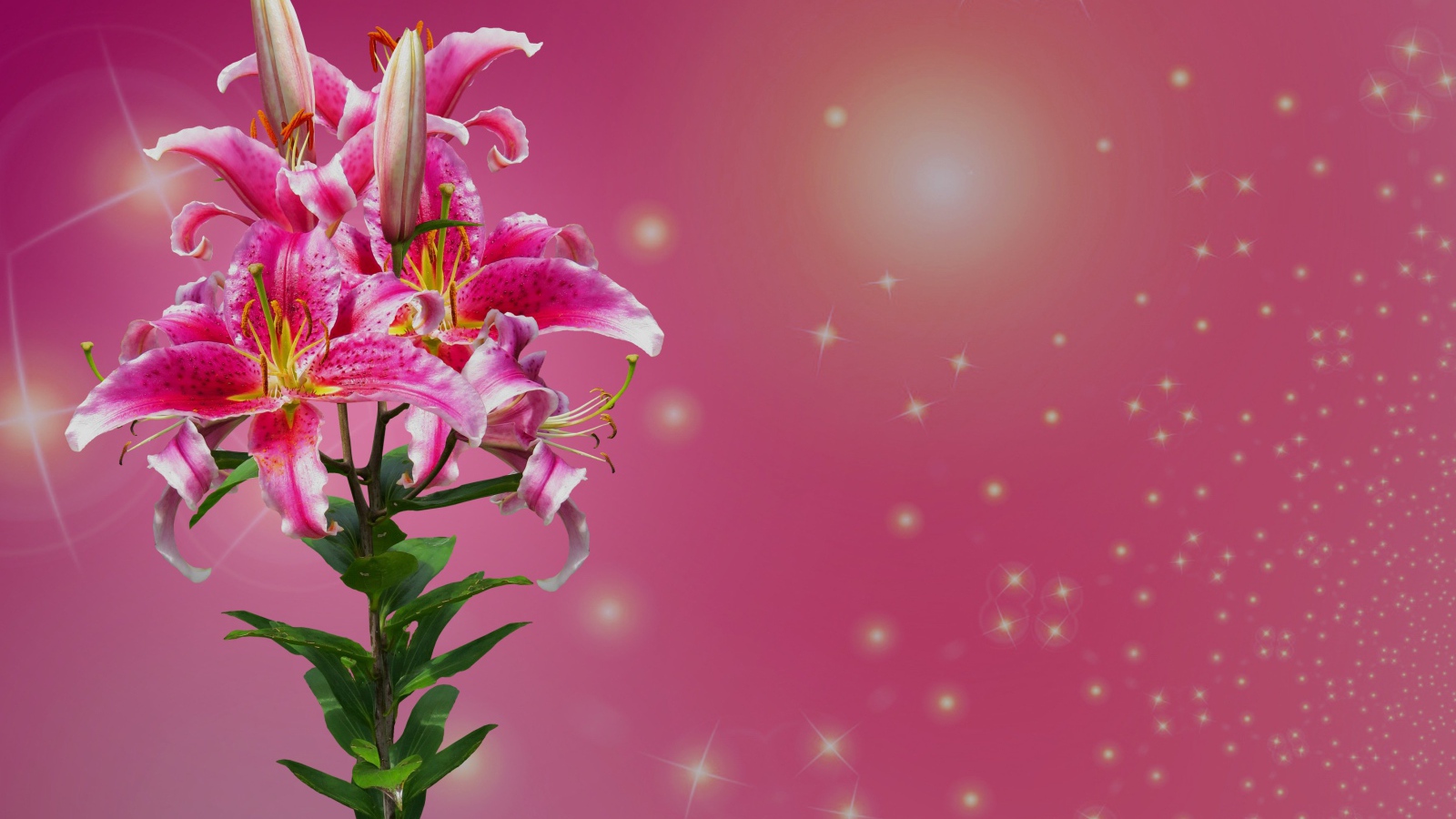 Ветка цветов лилии на розовом фоне 