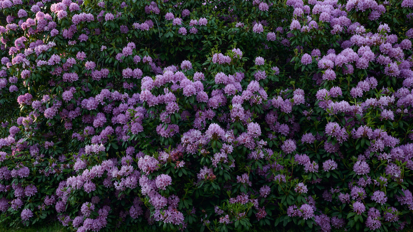 Куст с сиреневыми цветами рододендрона
