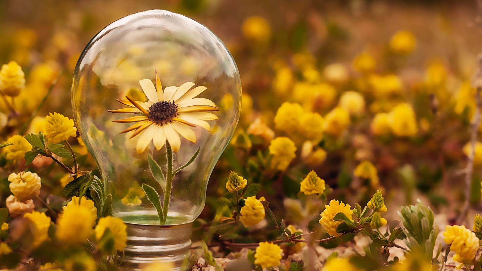 Цветок календулы в стеклянной лампочке