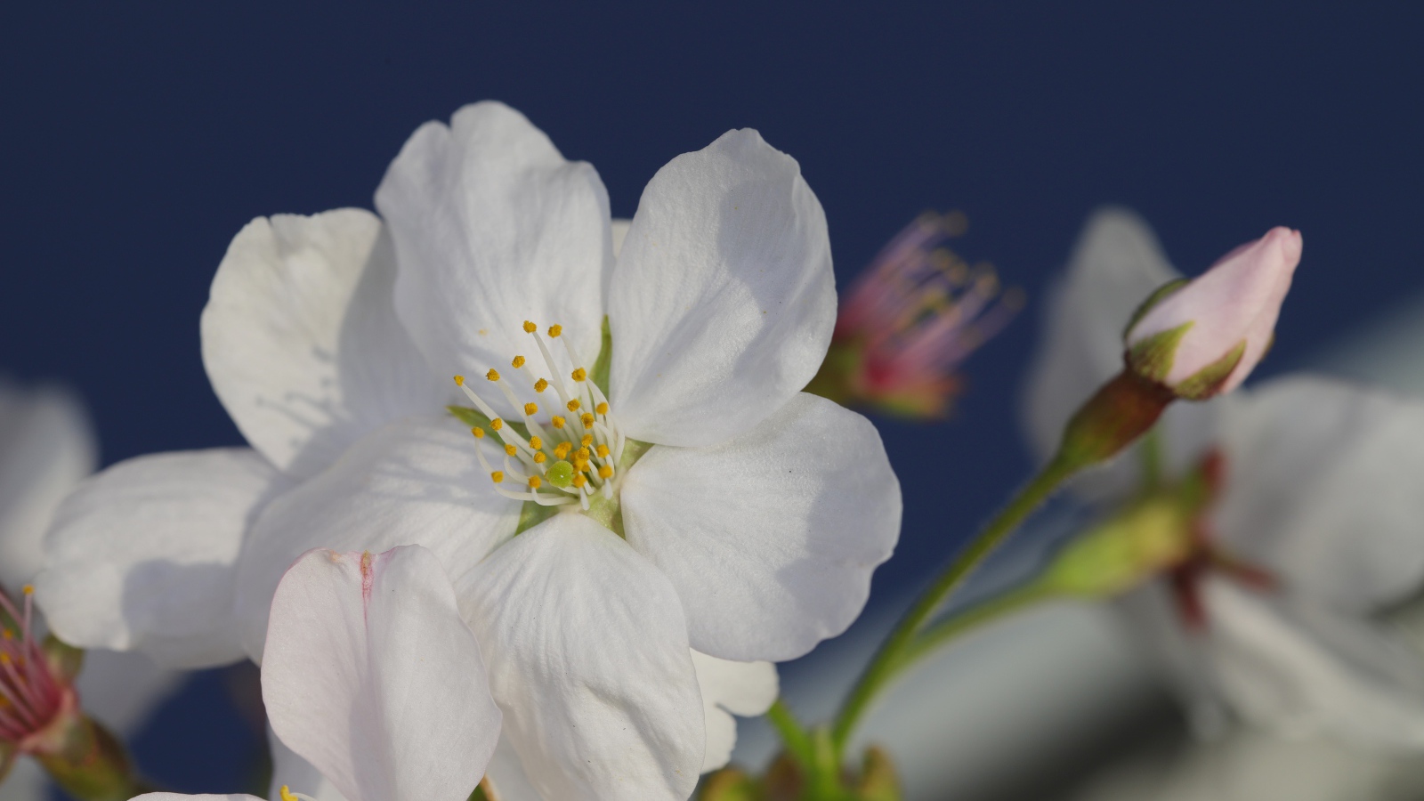 Цветок вишни с бутоном на сером фоне