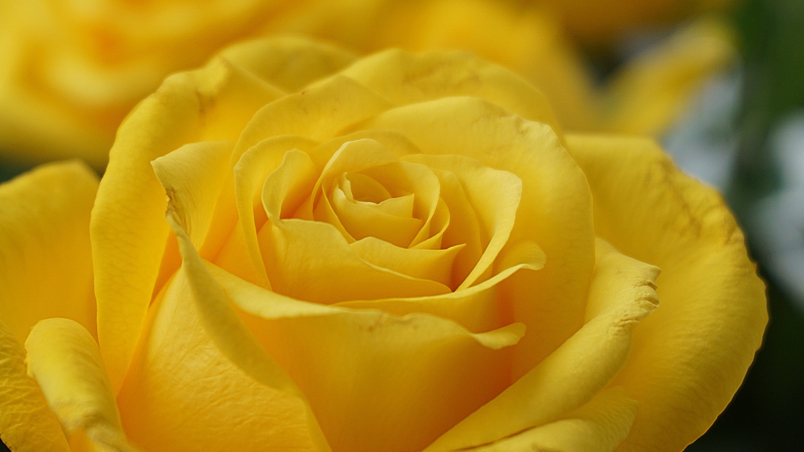 Нежная садовая желтая роза крупным планом