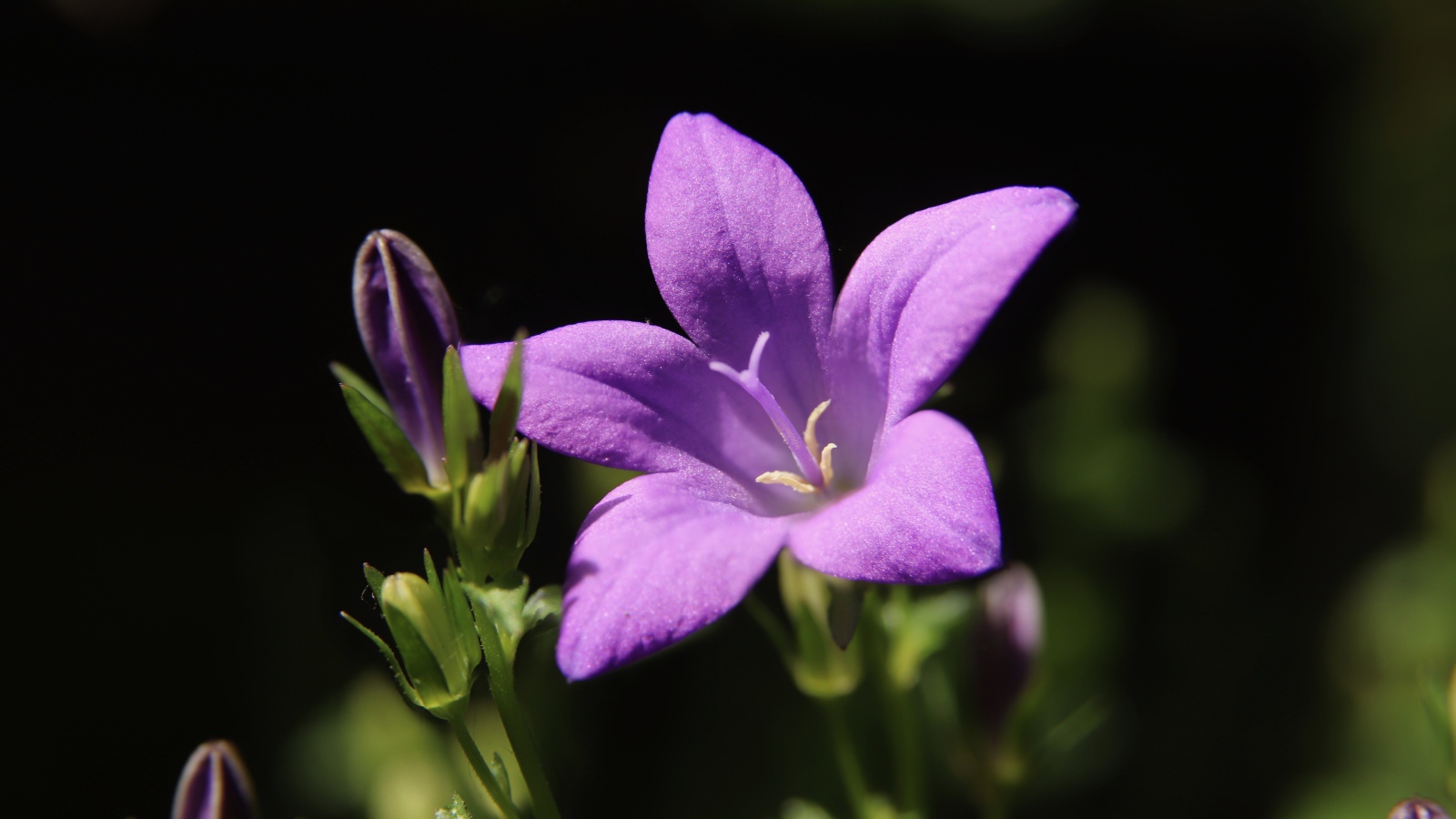 Нежный сиреневый колокольчик с бутонами крупным планом