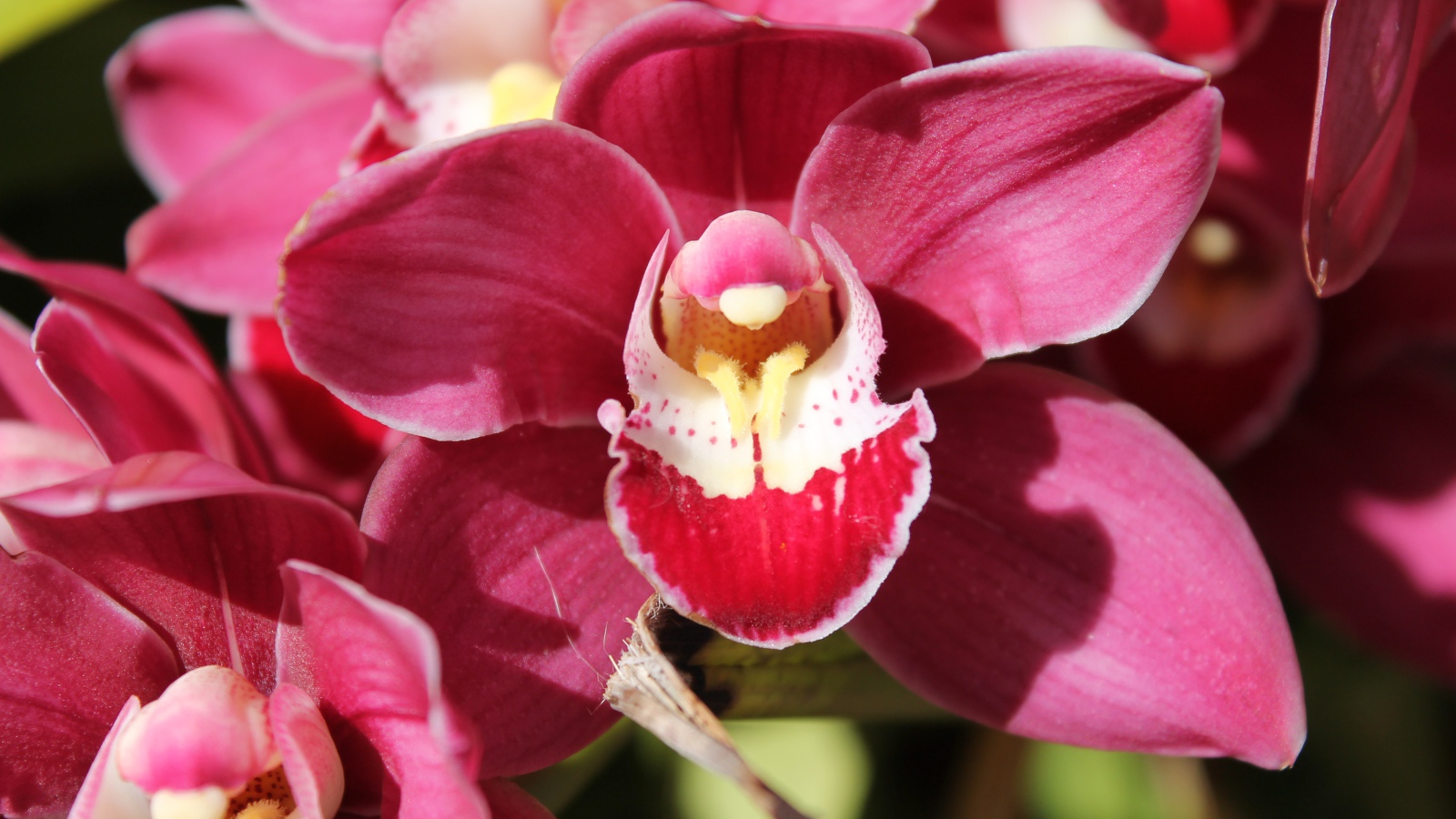 Нежный розовый цветок красивой орхидеи крупным планом