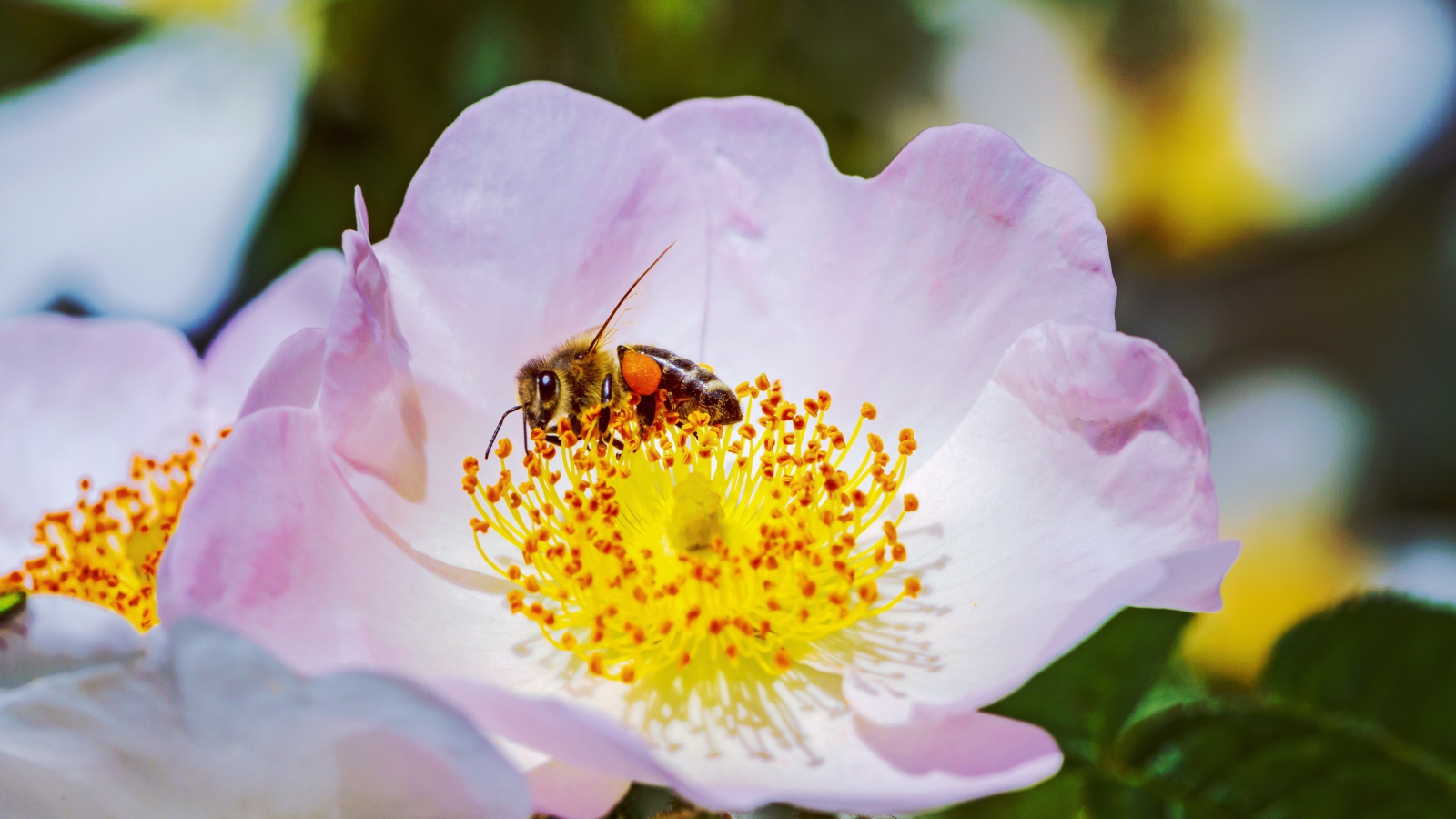 Нежный розовый цветок шиповника с пчелой