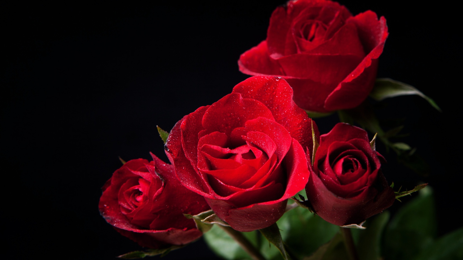 Нежные алые розы на черном фоне