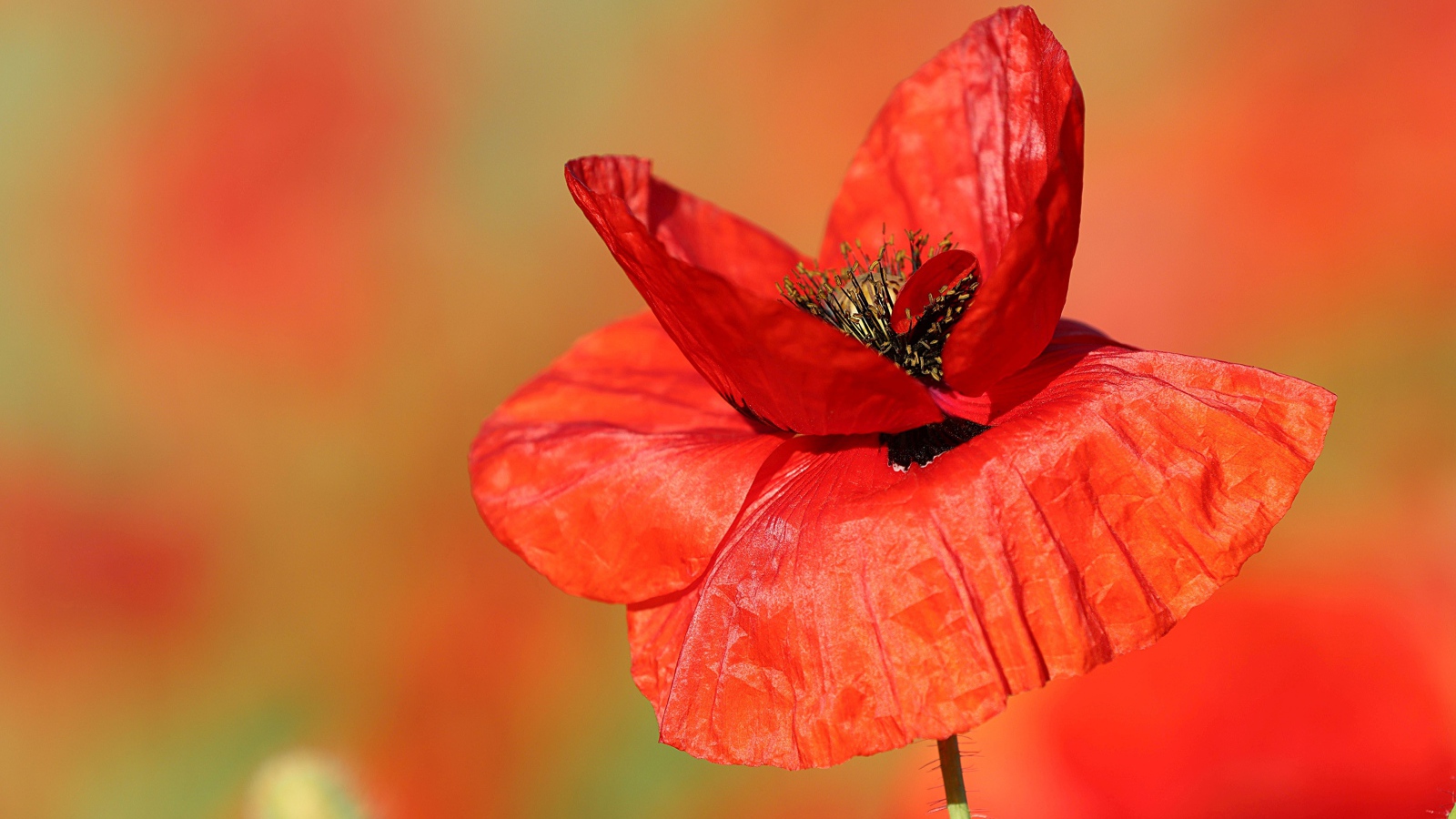 Нежные тонкие лепестки полевого мака