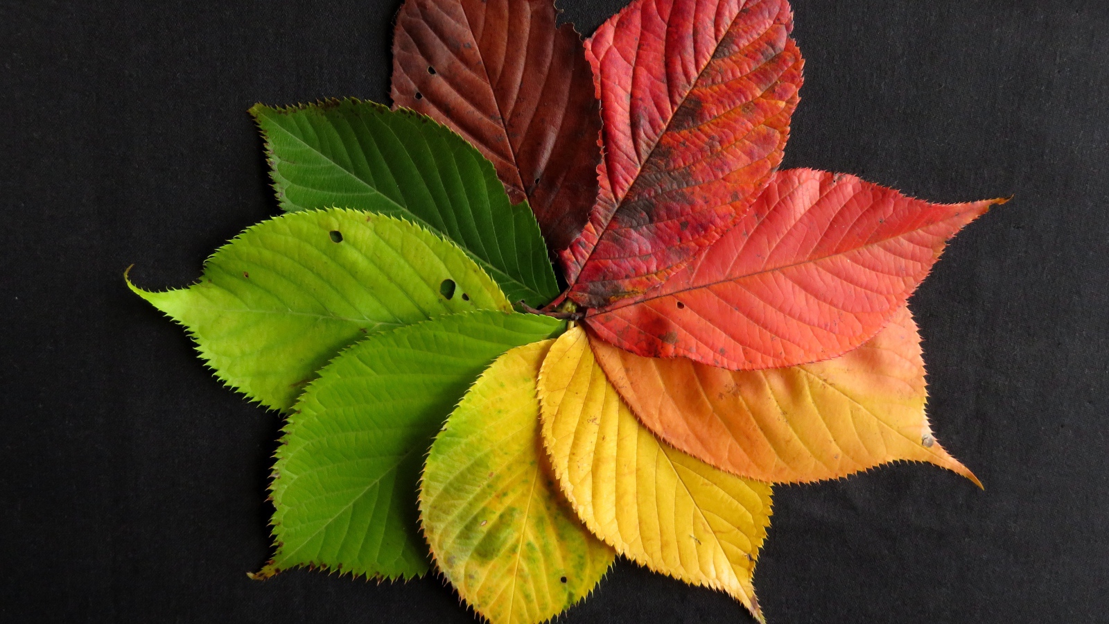 Цветок из разноцветных осенних листьев на сером фоне