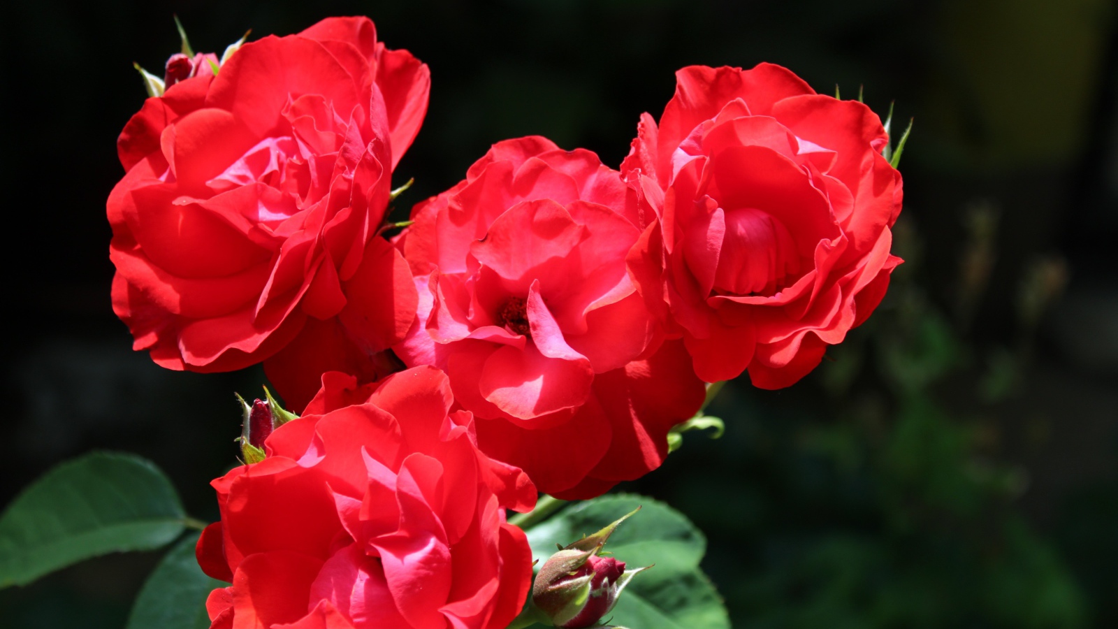 Четыре красные розы с бутонами на клумбе 